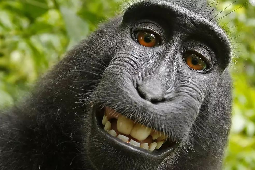 Sprawa małpiego selfie w końcu doczekała się rozwiązania. Po dwóch latach zapadł wyrok