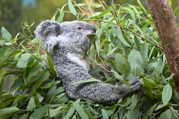 Grozi załamaniem ekosystemu. Tych zwierząt jest coraz więcej