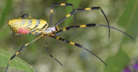 Prawdziwa plaga. Wysyp gigantycznych pająków w USA
