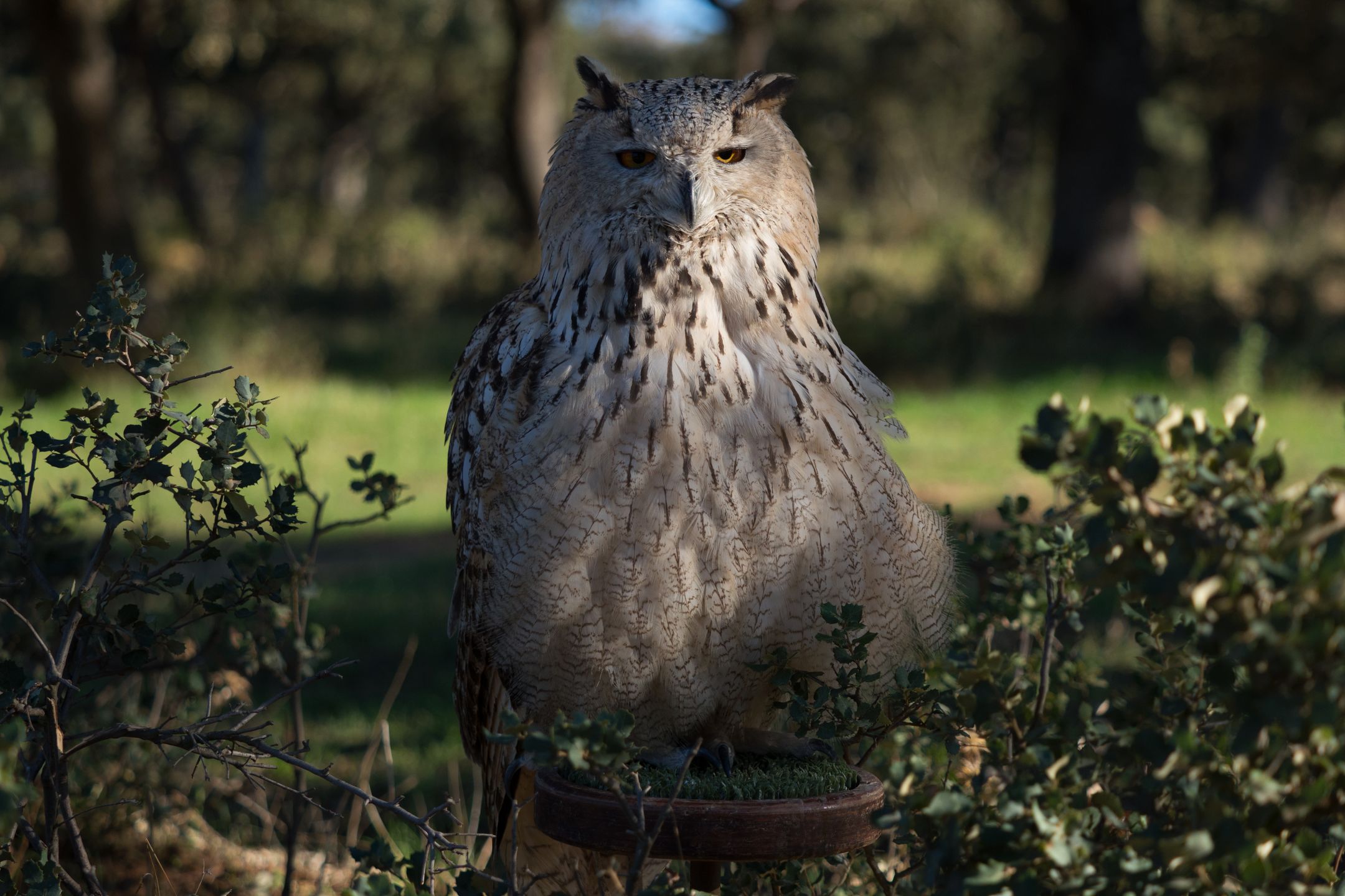 Olympus OM-D E-M1 Mark II - najszybszy na rynku [test] 153