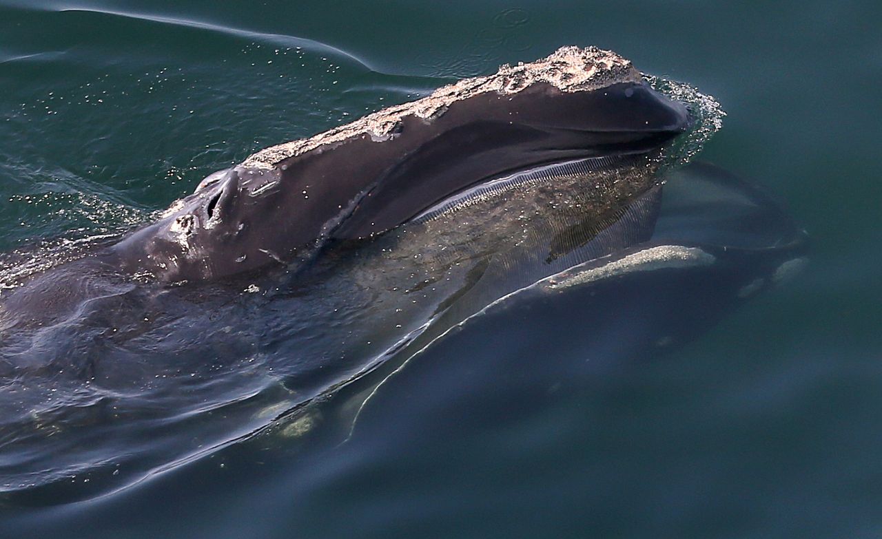 Wygnane wieloryby. Ocieplanie oceanów ogranicza ich siedliska