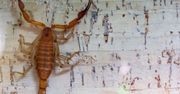 Plaga w Hurghadzie. Ludzie nie przychodzą do pracy, bo boją się o życie