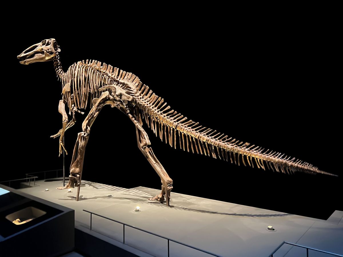 Rzadko się zdarza, aby szkielet dinozaura był tak dobrze zachowany (zdjęcie ilustracyjne)