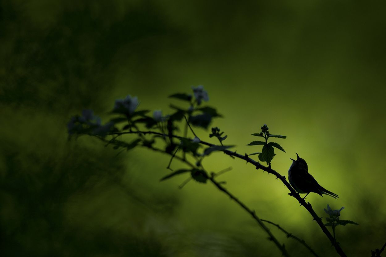 Najlepsze zdjęcia przyrody w The Nature Conservancy Photo Contest 2019 3