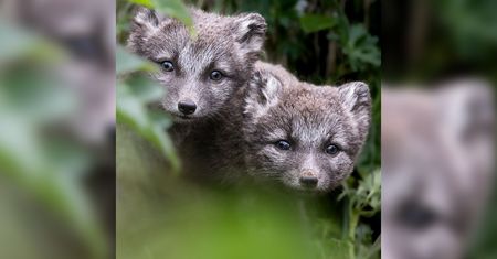 Te małe lisy polarne skradną twoje serce. Fotograf czekał na nie kilka dni