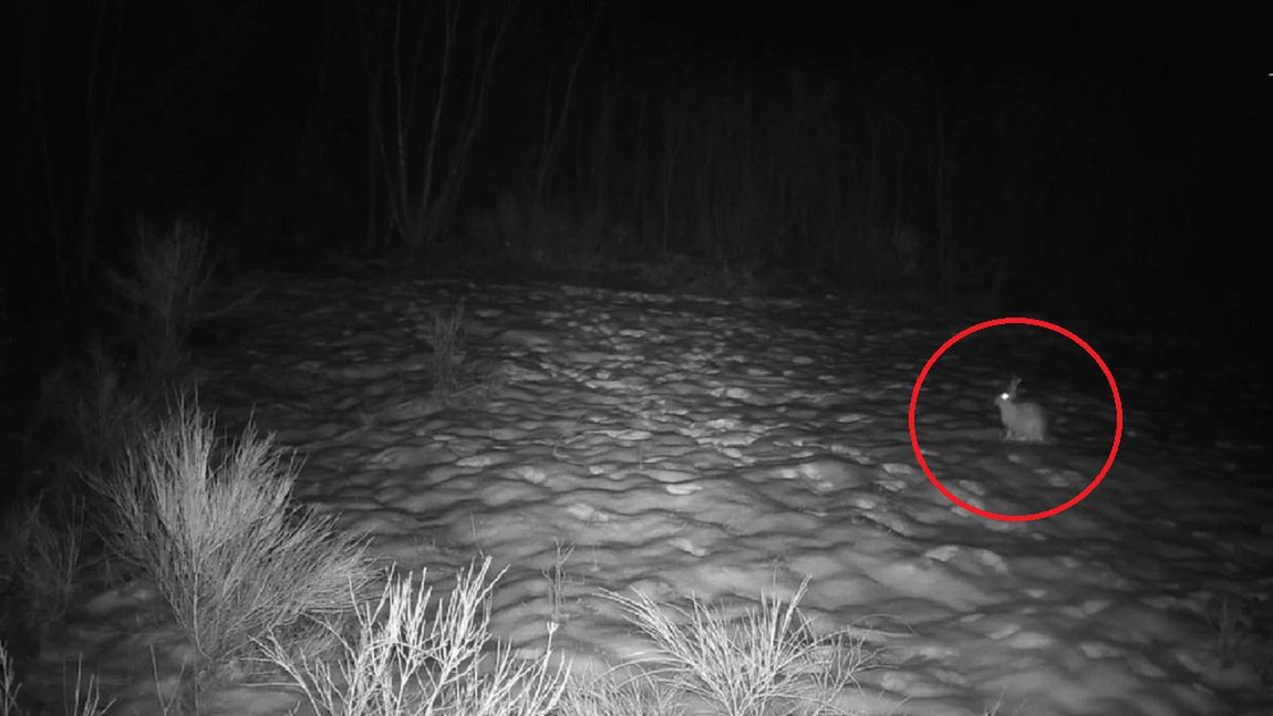 Zające rozpoczynają okres godowy. 