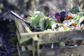 Czego nie wrzucać do kompostu jesienią? Uważaj na te liście