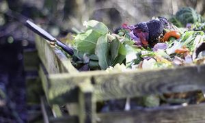 Czego nie wrzucać do kompostu jesienią? Uważaj na te liście