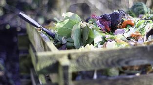 Czego nie wrzucać do kompostu jesienią? Uważaj na te liście