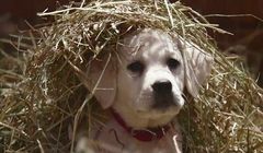Spot Budweisera przed T-Mobile, McDonald's i Always wygrywa reklamowy Super Bowl (Top 10)