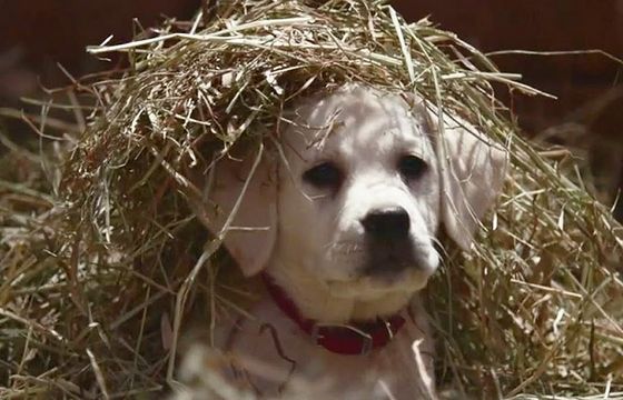 Spot Budweisera przed T-Mobile, McDonald's i Always wygrywa reklamowy Super Bowl (Top 10)