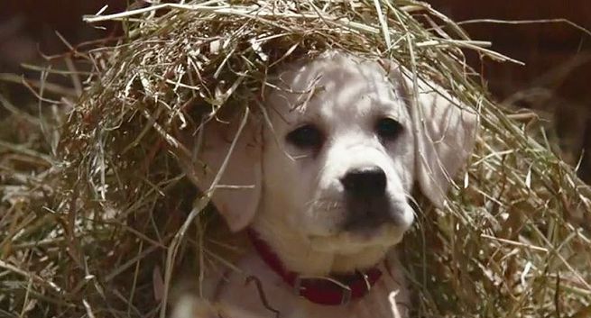 Spot Budweisera przed T-Mobile, McDonald's i Always wygrywa reklamowy Super Bowl (Top 10)