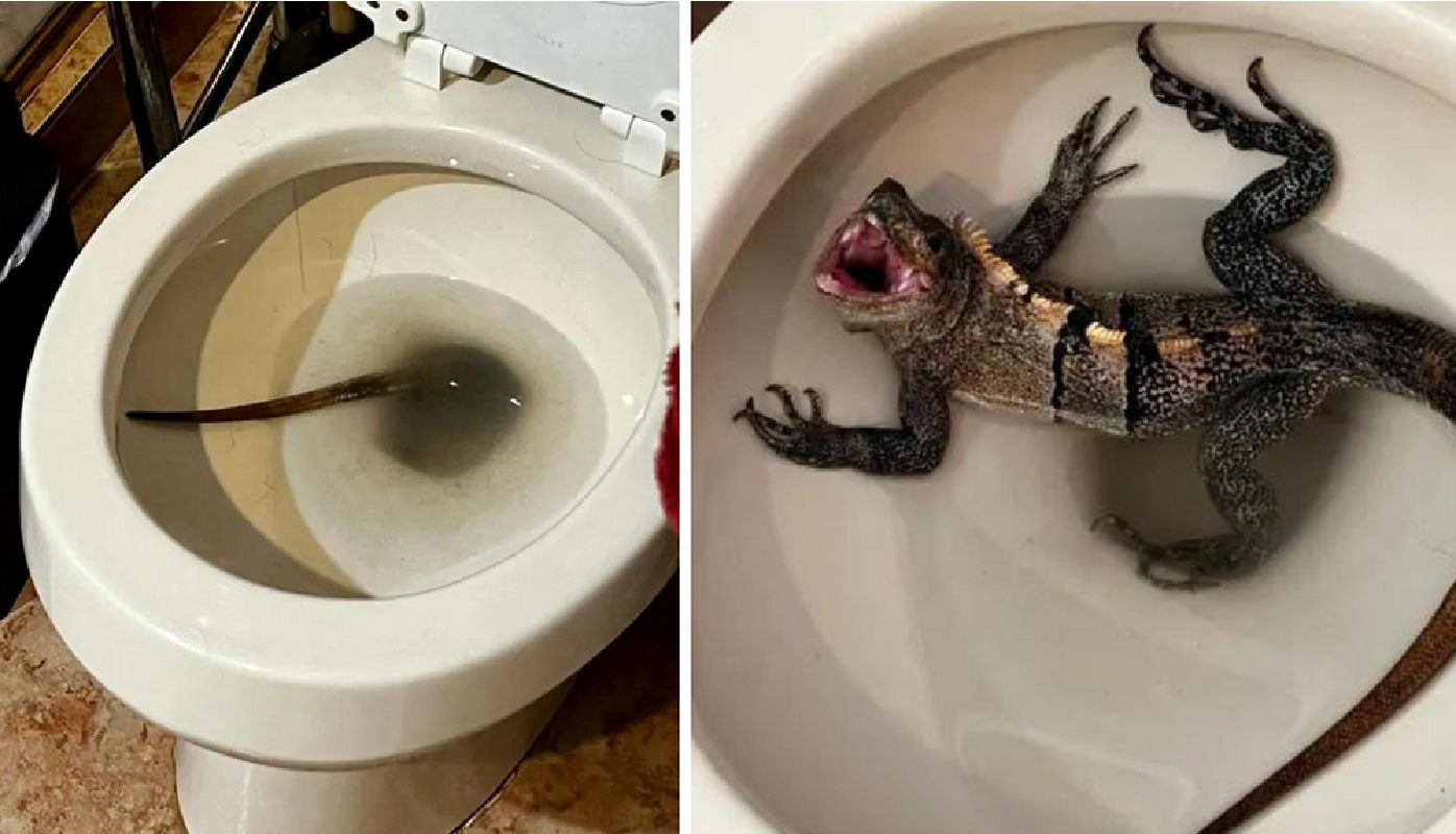 Iguana nie wyglądała na zadowoloną