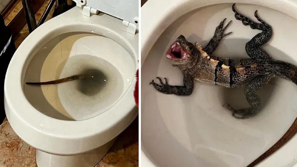 Iguana nie wyglądała na zadowoloną