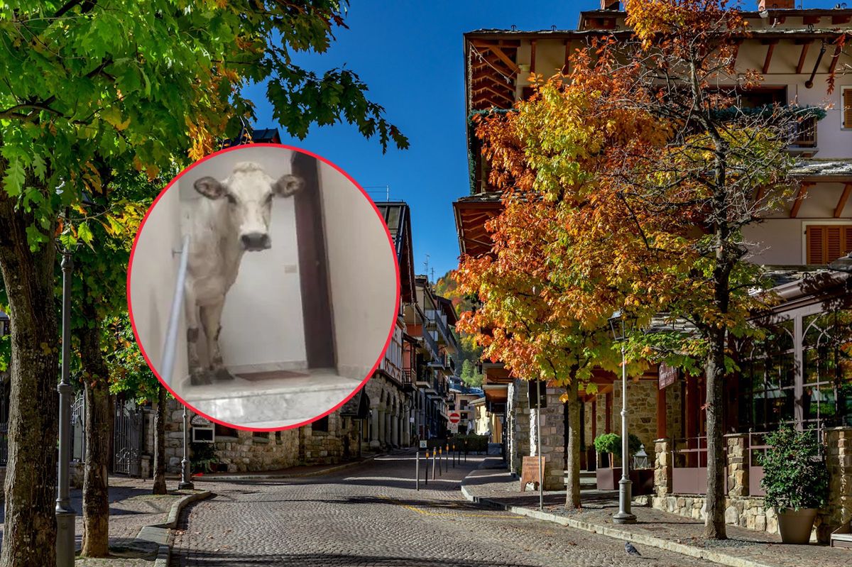 Krowa na trzecim piętrze. Najpierw zdjęcie, potem ewakuacja