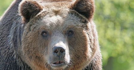 Turystka przepędziła niedźwiedzia. Gdy zasnęła, wrócił i ją zabił