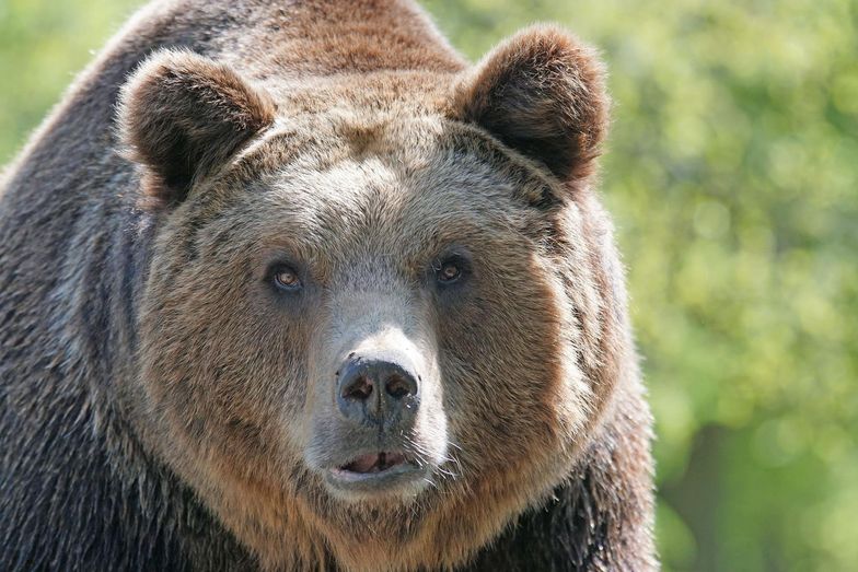 Turystka przepędziła niedźwiedzia. Gdy zasnęła, wrócił i ją zabił