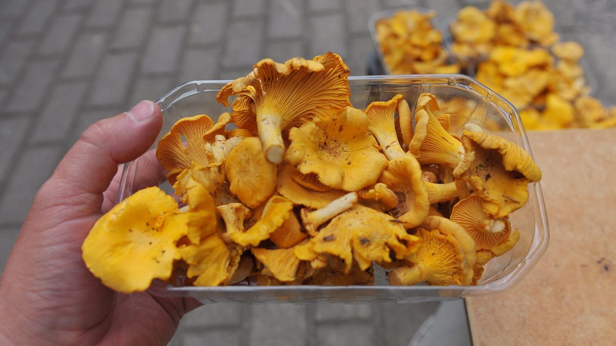 Cena kurek 2022. Ile kosztuje kilogram grzybów?