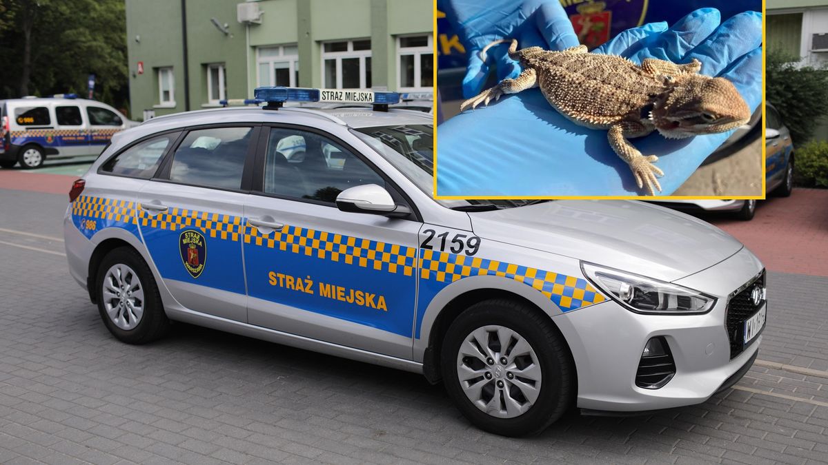 Wędrowniczka z Bieszczad trafiła do zoo