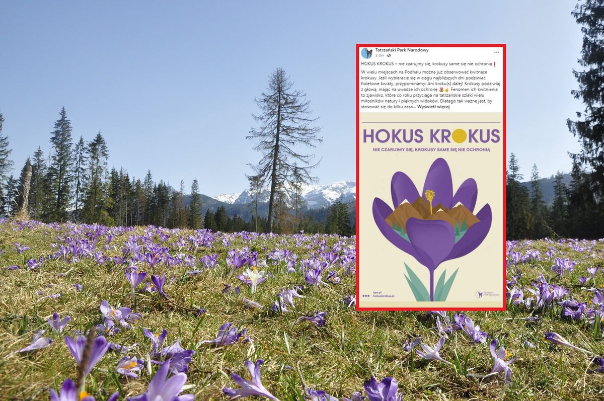 Krokusy w Tatrach. Pierwsze kwiaty pojawiły się na polanach. Warto podziwiać je z głową