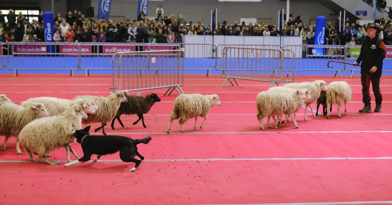 Poznań: Międzynarodowa Wystawa Psów Rasowych na MTP