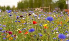 Dąbrowa Górnicza. Chcesz założyć łąkę kwietną? Miasto da nasiona