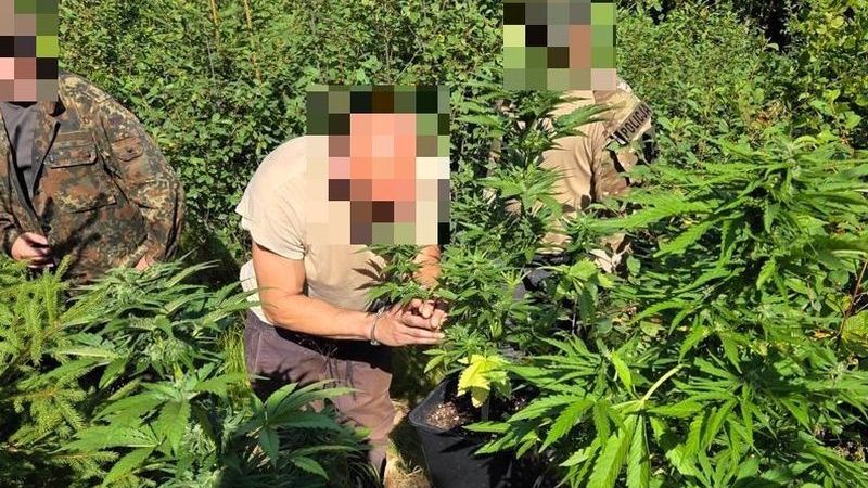 Zatrzymanie podejrzanego o uprawę 
