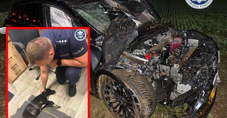 Kamień Pomorski: Pijany kierowca doprowadził do zderzenia trzech pojazdów. Policjanci zaopiekowali się psem, z którym jechał