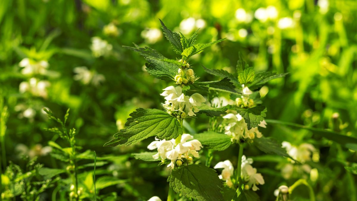 White dead nettle Lamium album on green grass natural background sunny day close upWhite dead nettle Lamium album on green grass natural background sunny day. Close up. Selective soft focus. Shallow depth of field. Text copy space.