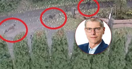 Psy goniły dziecko. Mieszkańcy atakują wójta. "Zarzuty o korupcję"