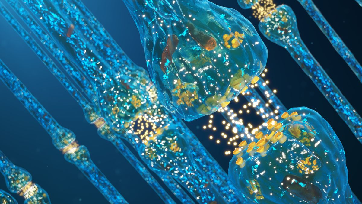 Synapsa to miejsce wymiany impulsów między dwie komórkami.