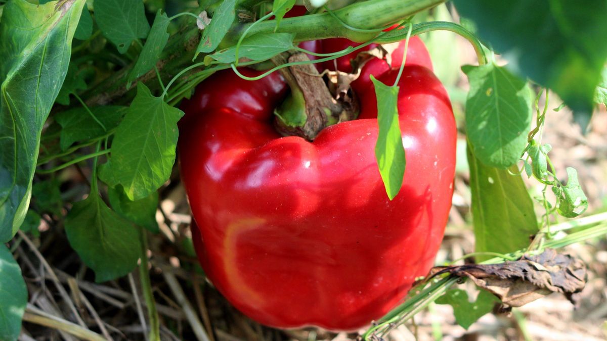 Papryka California Wonder.