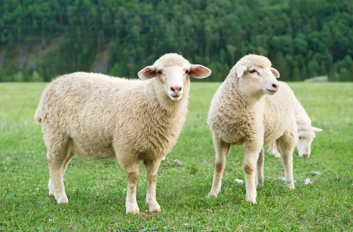 Rescue operation saves "loneliest sheep in Great Britain" after two years on a cliff