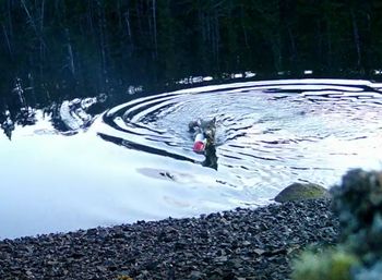 "Używają narzędzi"? Naukowcy zastanawiają się, czy można to tak nazwać