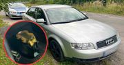 Żary: Popijał piwko w czasie jady. W jeden dzień wpadło sześciu kierujących na podwójnym gazie
