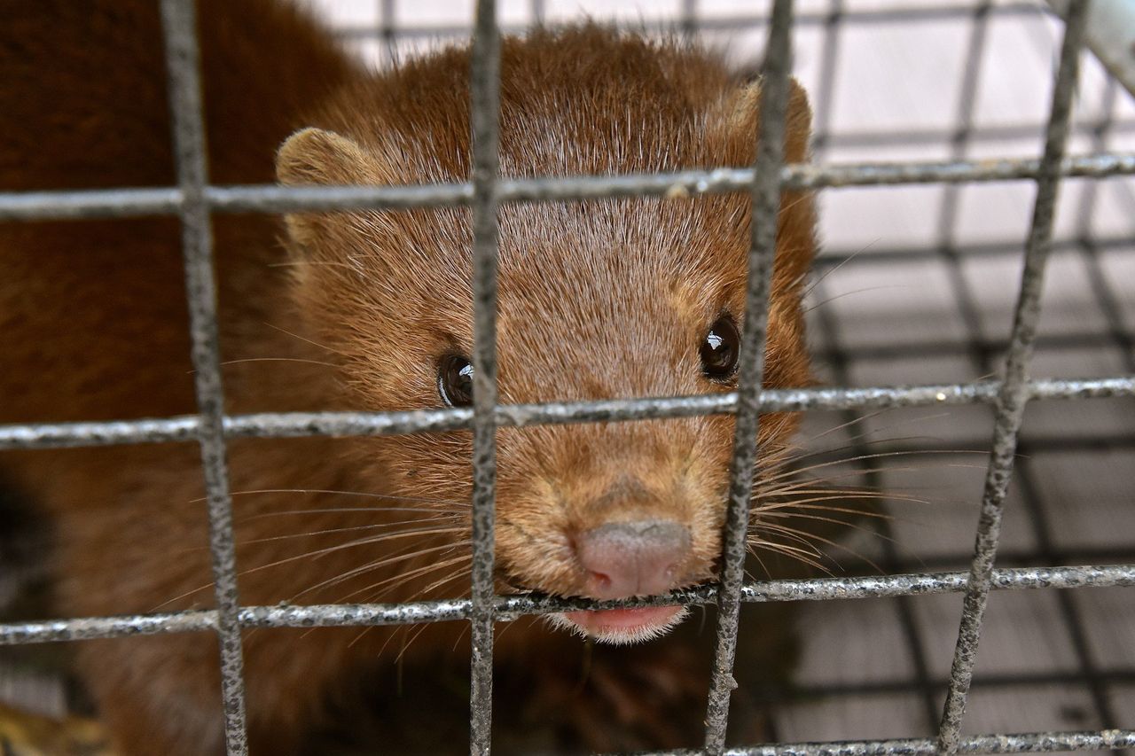 200 ferm na krawędzi. Decyzja w Senacie przesądzi o ich losie