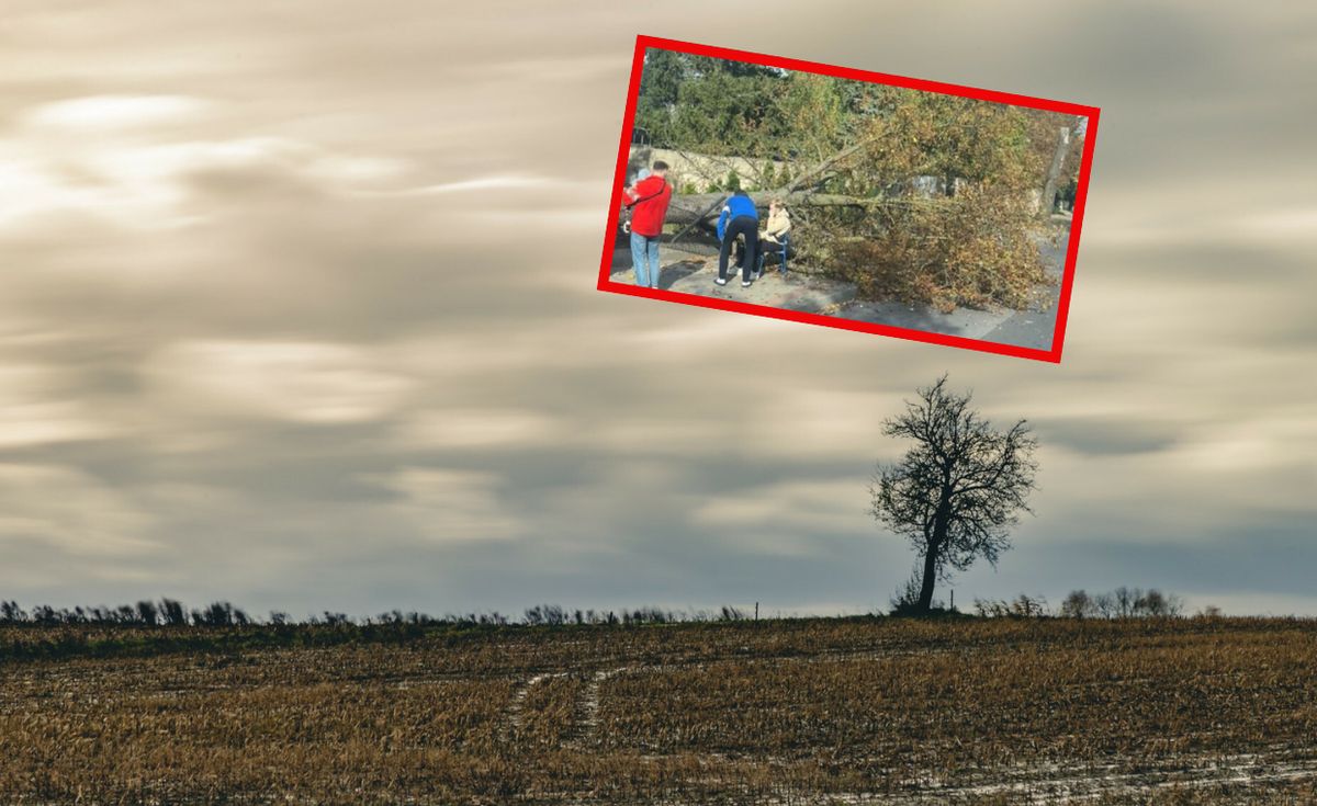 wichura, drzewo, strażacy, dziecko Silny wiatr w Wielkopolsce. Drzewo runęło na kobietę z dzieckiem