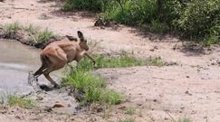 Impala kontra krokodyl. Zaskakujące nagranie z safari 