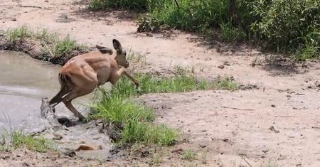 Impala kontra krokodyl. Zaskakujące nagranie z safari