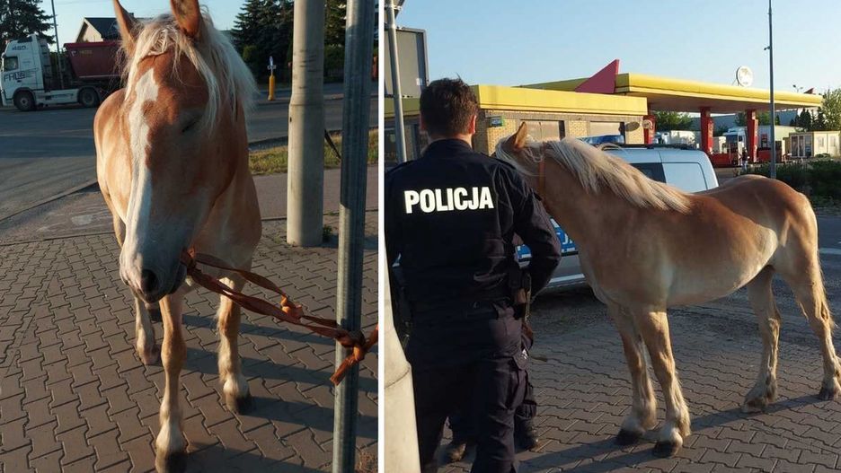 Koń był wystraszony. Okazało się, że uciekł