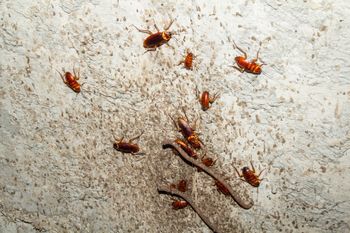 Wylęgarnia karaluchów w domu. Tam się rozmnażają