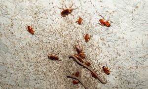 Wylęgarnia karaluchów w domu. Tam się rozmnażają