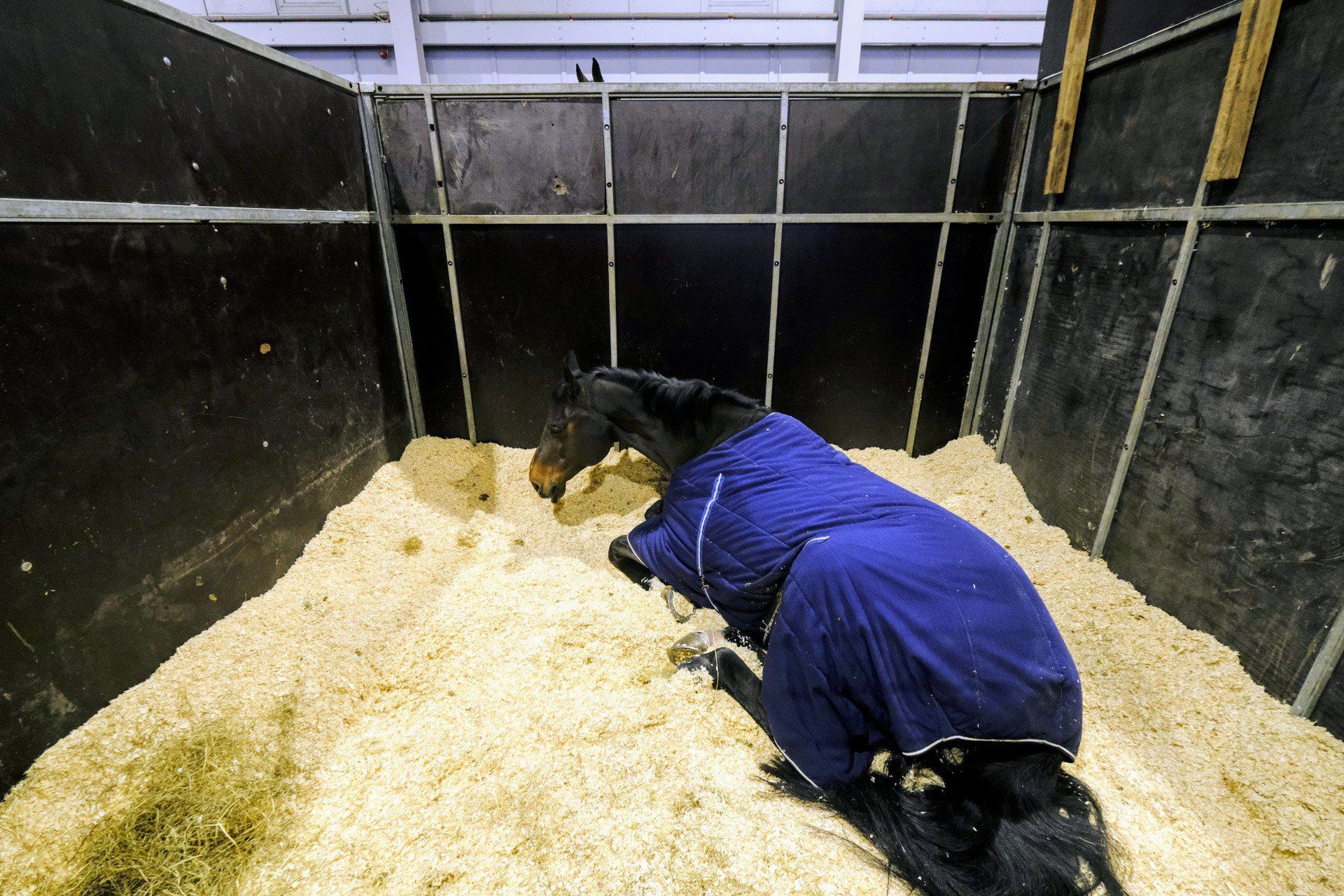 Cavaliada to nie tylko efektowne skoki, ale również mozolna praca setek, a nawet tysięcy osób przy obsłudze tej największej imprezy jeździeckiej w Polsce