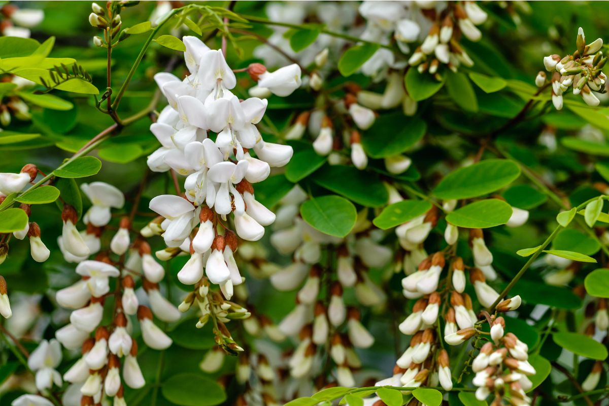 Akazienblüten: Ungenutzte Kraft für besseren Schlaf entdecken