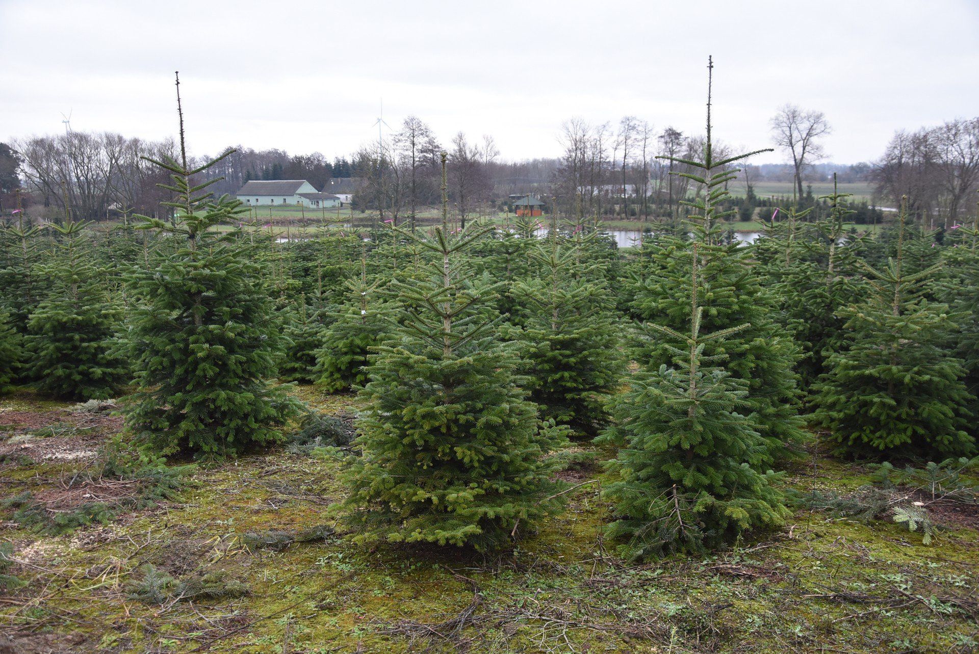Rodzinna plantacja choinek w Niemczynie