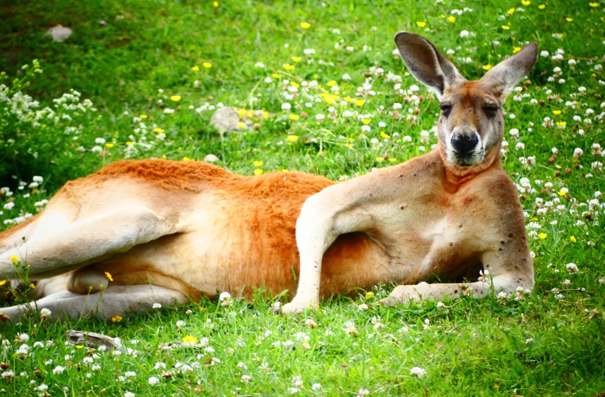 Kangaroo escaped from a Czech prison