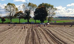 Tylko 60 gr za kilogram. Rolniczka zaprasza na samozbiory