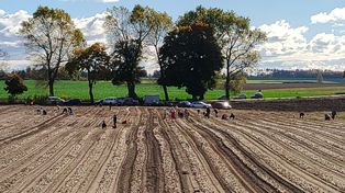 Tylko 60 gr za kilogram. Rolniczka zaprasza na samozbiory