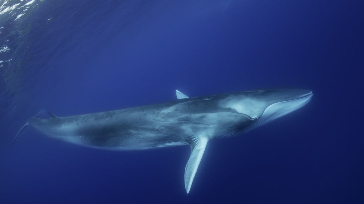 Płetwale błękitne milkną