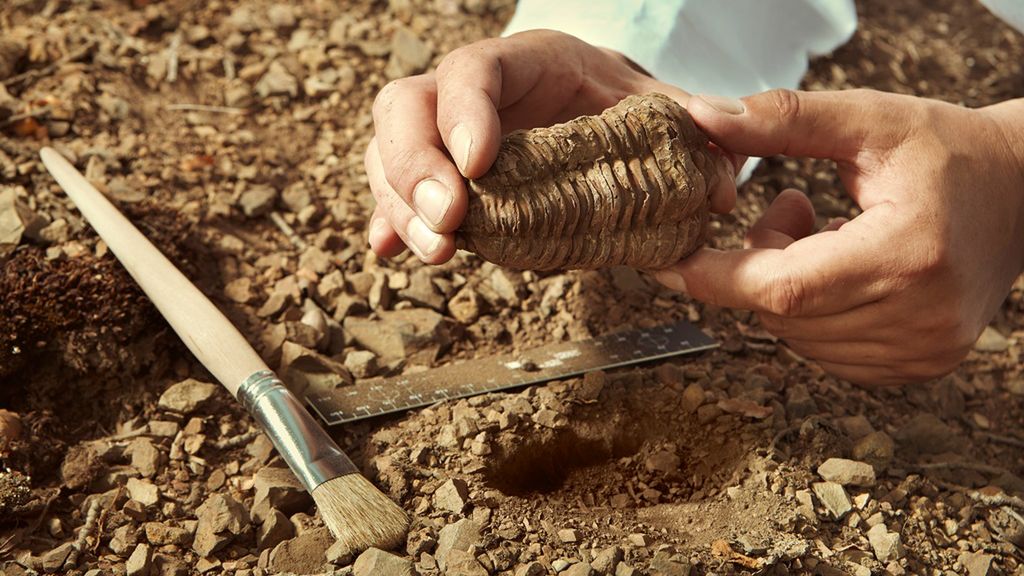 Skamieniałości to zachowane w skałach szczątki żyjących dawniej roślin lub zwierząt